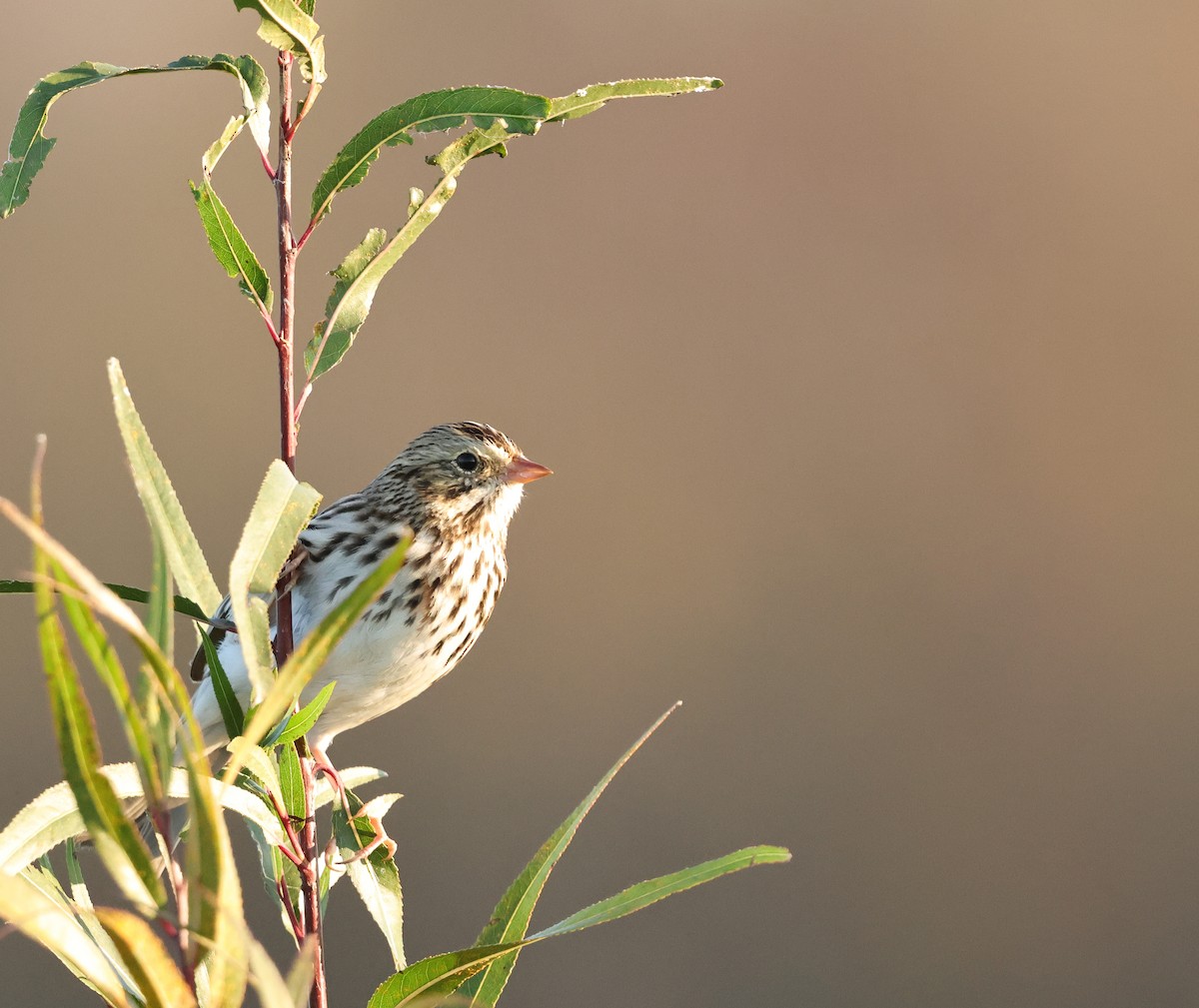 musespurv - ML646670718