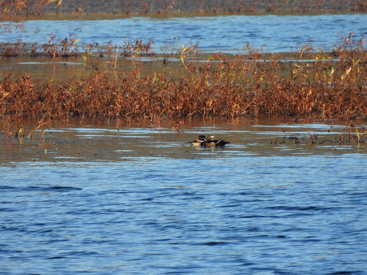 Wood Duck - ML646670719