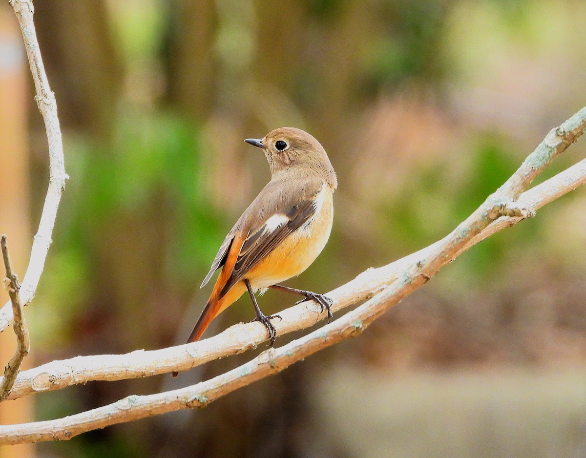 Daurian Redstart - ML646670720
