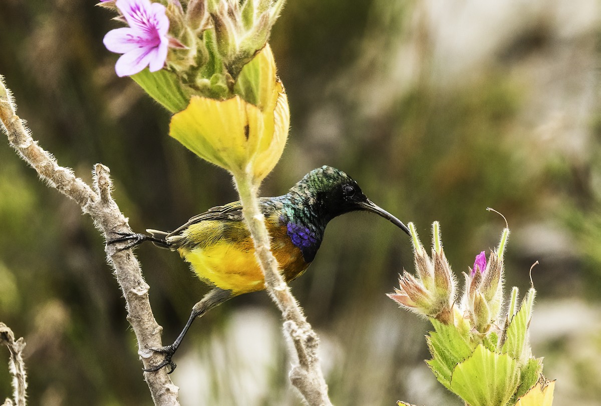 Orange-breasted Sunbird - ML646670723