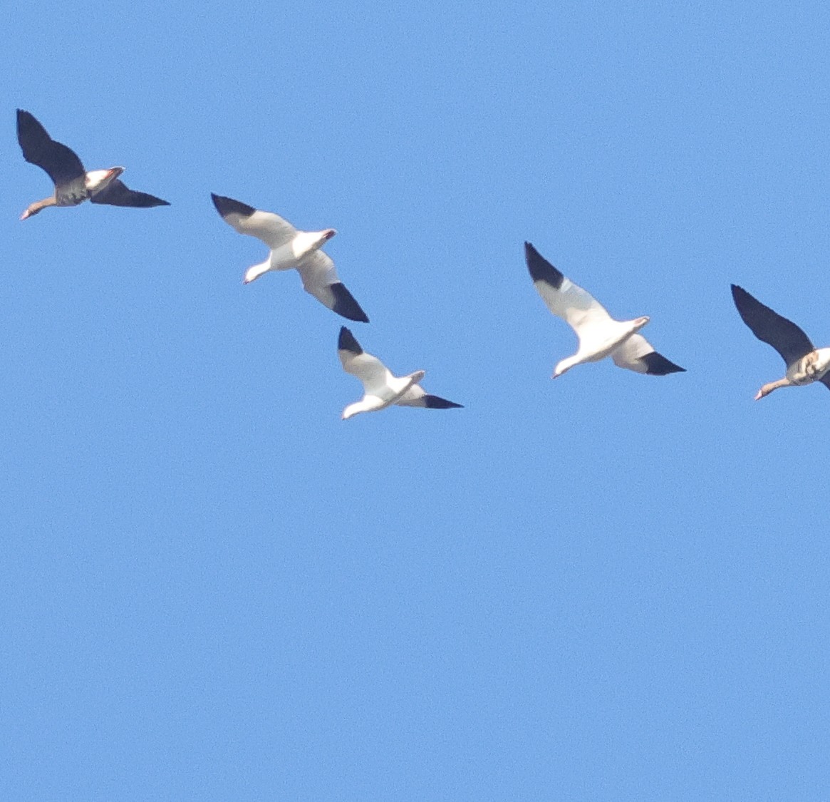 Ross's Goose - ML646670724