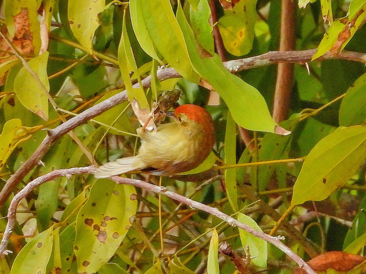 Rufous-capped Babbler - ML646670725