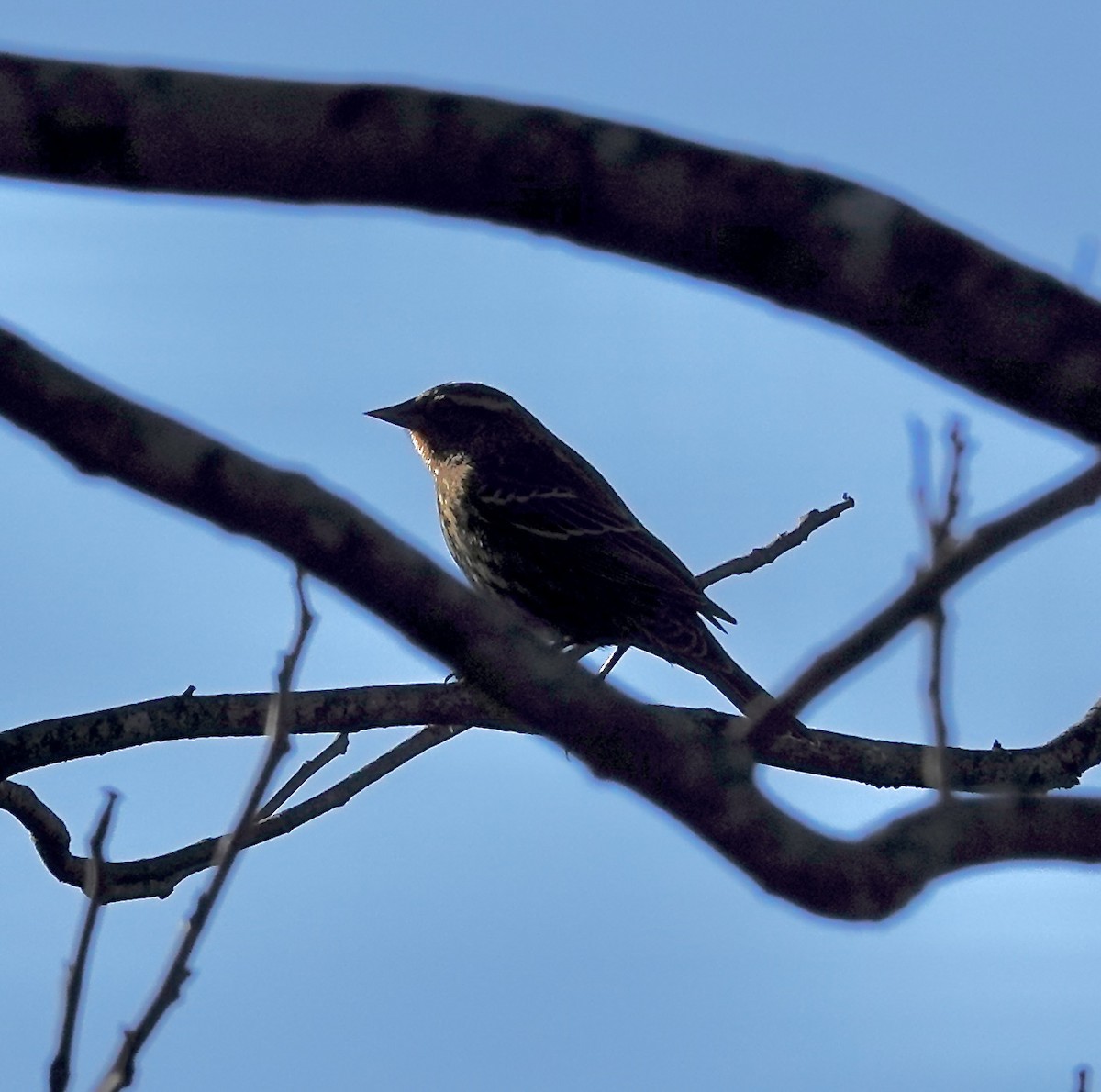 Red-winged Blackbird - ML646670726