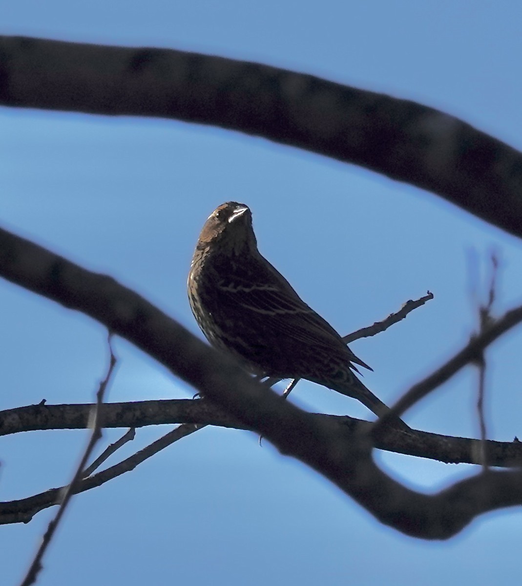 Red-winged Blackbird - ML646670727