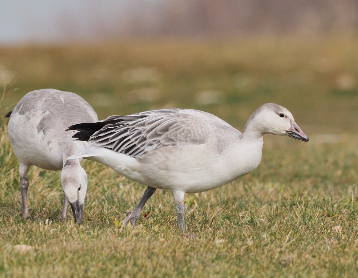 Snow Goose - ML646670728