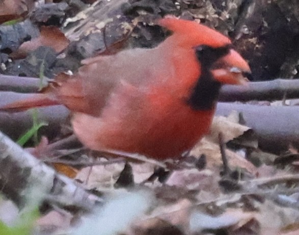 Northern Cardinal - ML646670729