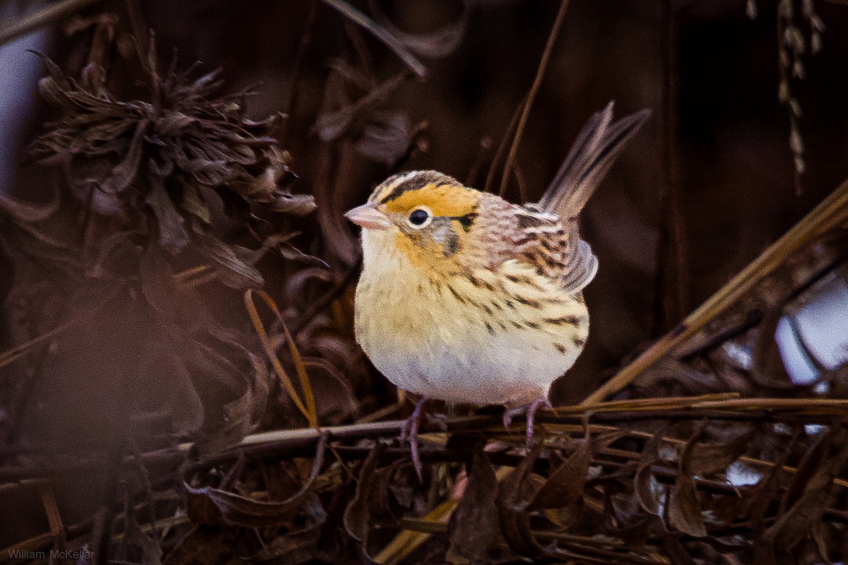 Багновець лучний - ML646670731