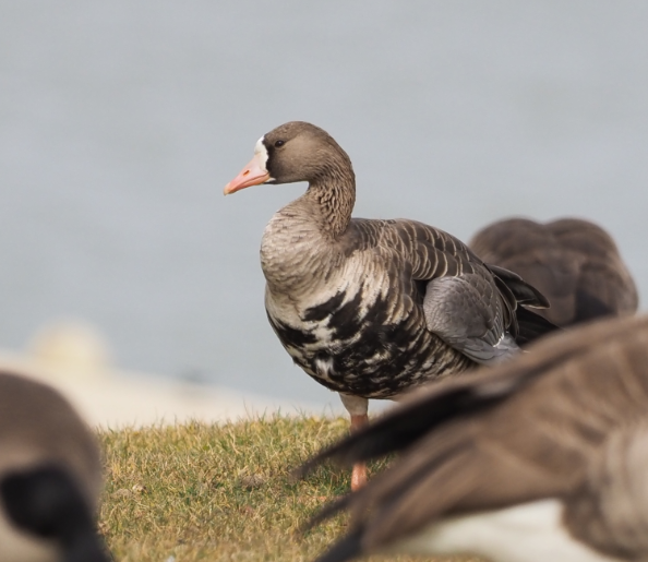 Greater White-fronted Goose - ML646670733