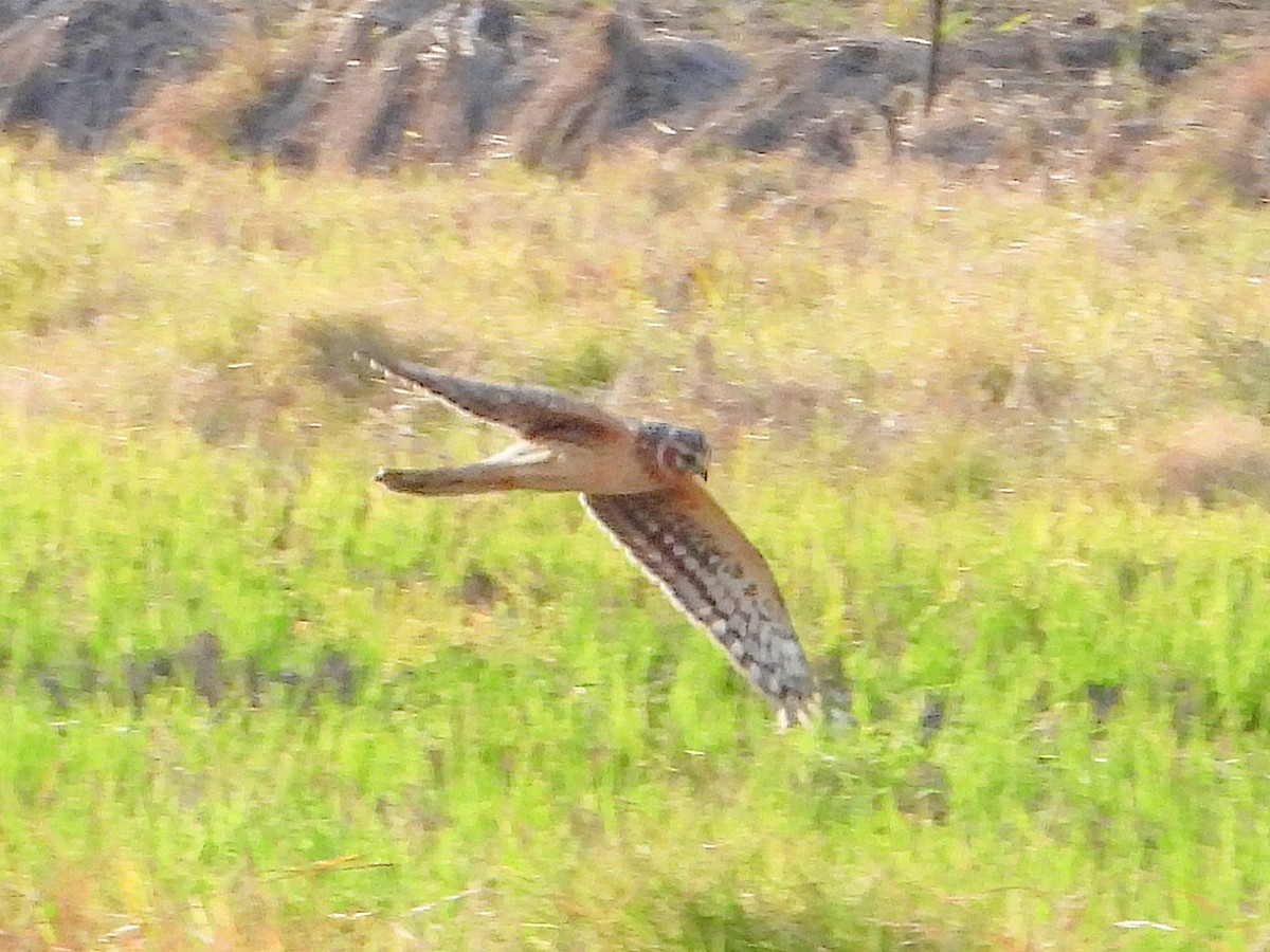 Hen Harrier - ML646670734
