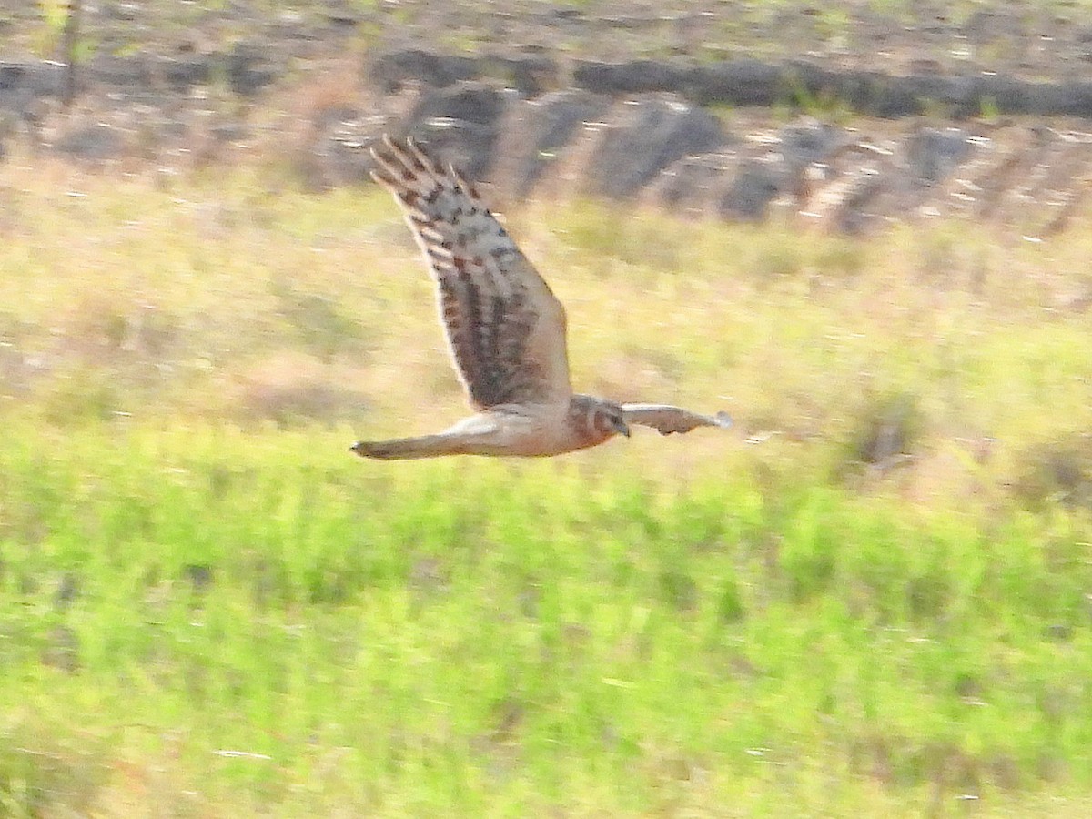 Hen Harrier - ML646670735