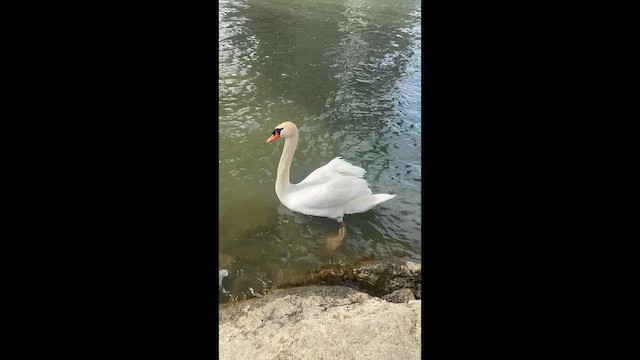 Cisne Vulgar - ML646670738