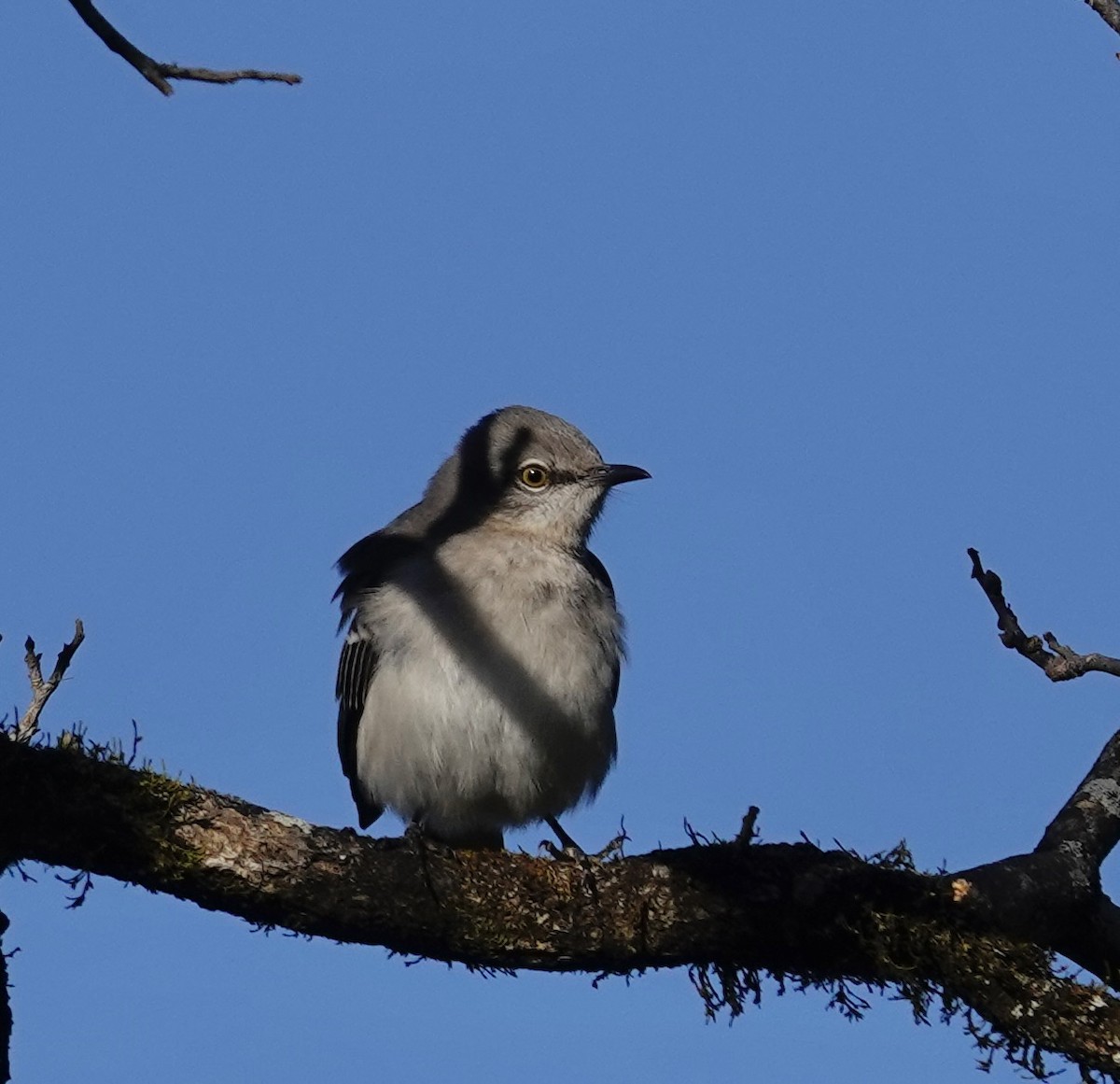 Northern Mockingbird - ML646670740