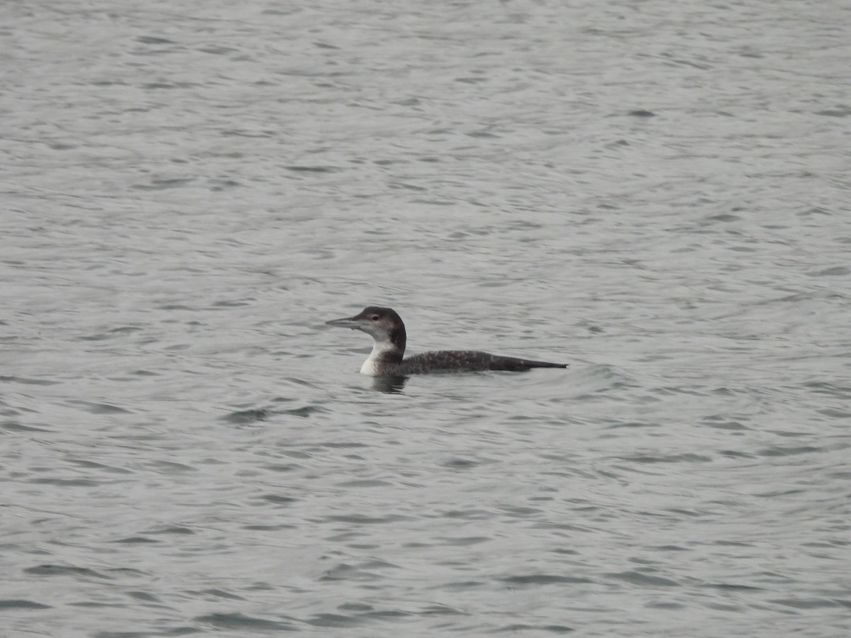 Common Loon - ML646670742