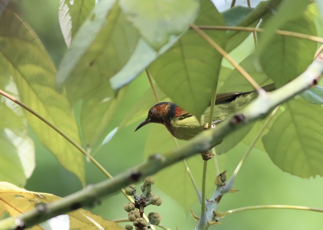 Red-throated Sunbird - ML646670743