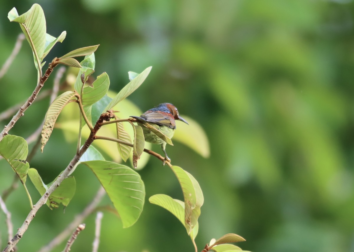Red-throated Sunbird - ML646670744