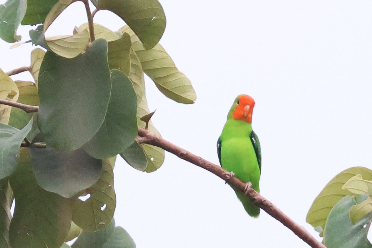 White-chinned Prinia - ML646670745