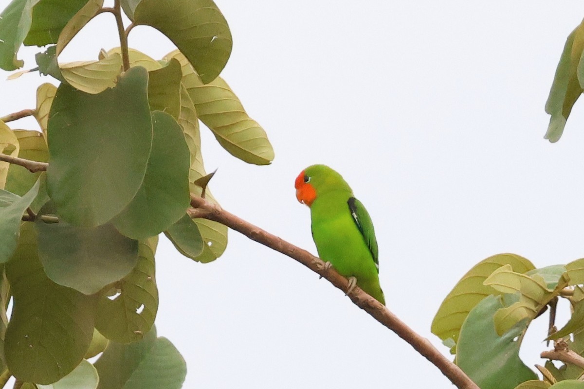 White-chinned Prinia - ML646670746