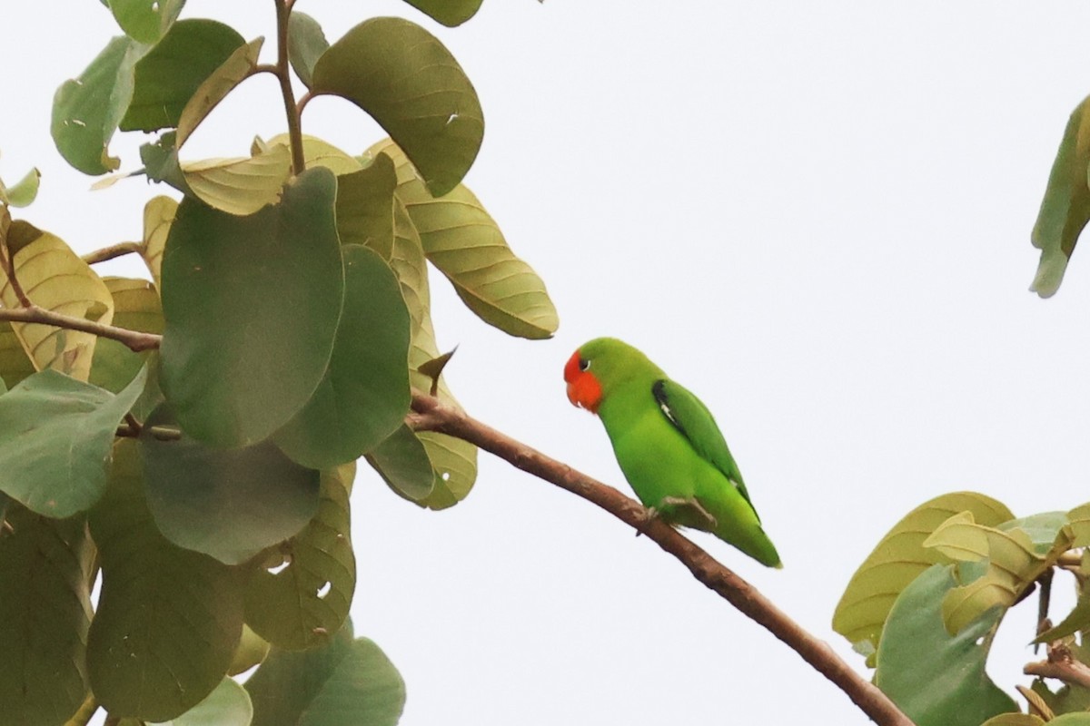 White-chinned Prinia - ML646670747
