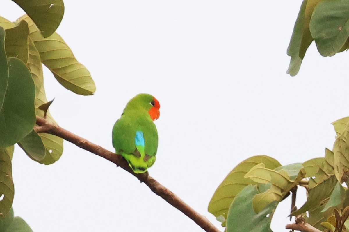 White-chinned Prinia - ML646670748