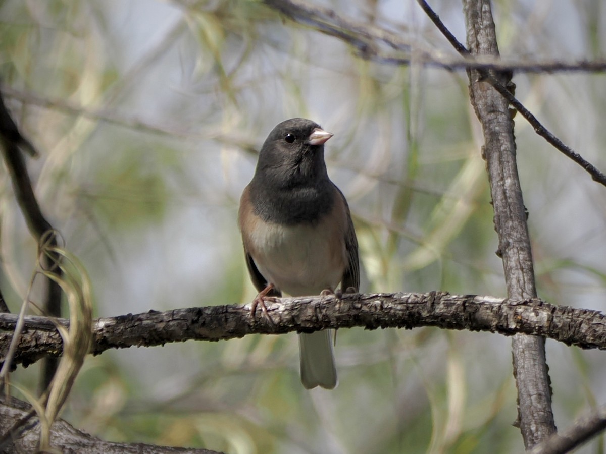 Dark-eyed Junco - ML646670750