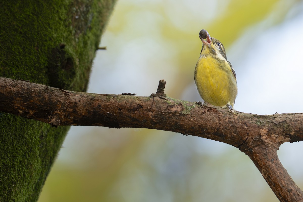 Yellow-bellied Tit - ML646670751