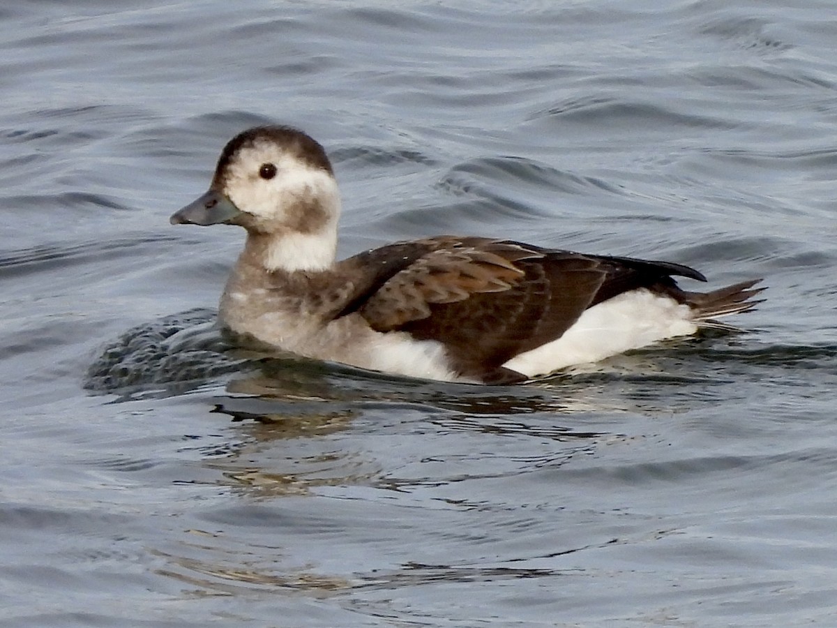 Мөнгөлөг шунгаахай - ML646670754