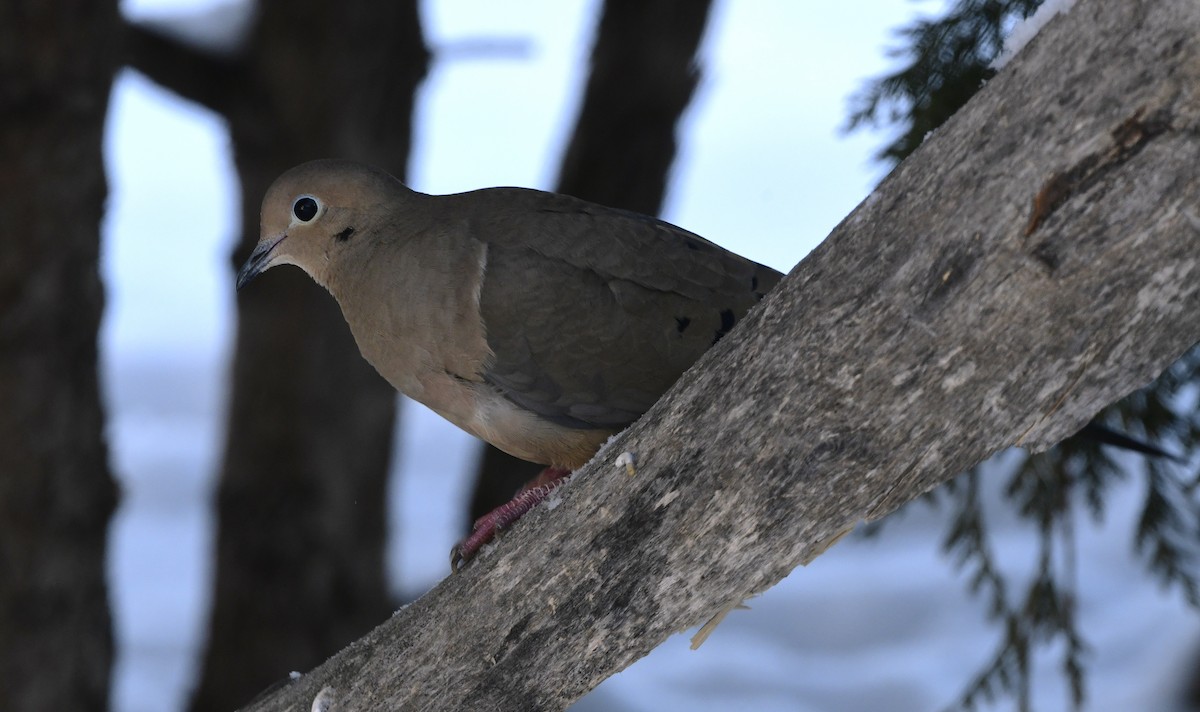 Uzun Kuyruklu Kumru - ML646670758