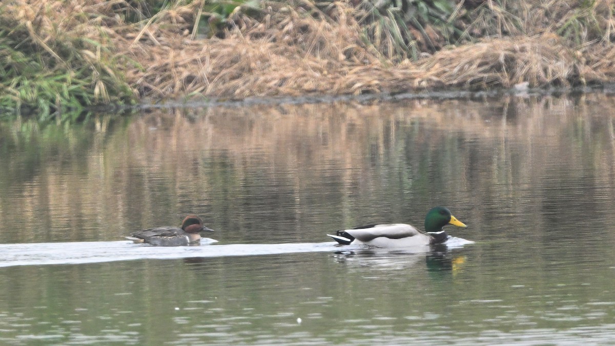 Sarcelle d'hiver (carolinensis) - ML646670759