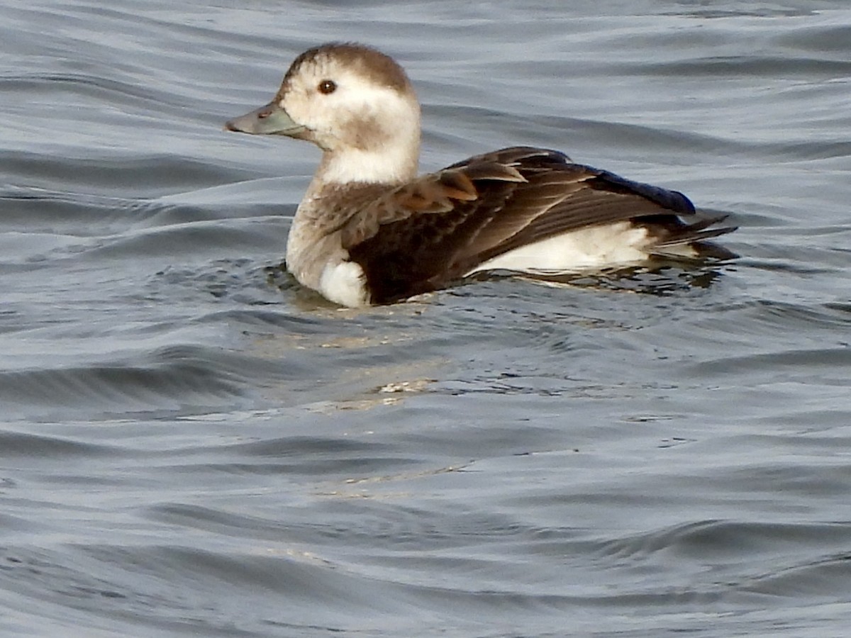 Мөнгөлөг шунгаахай - ML646670760