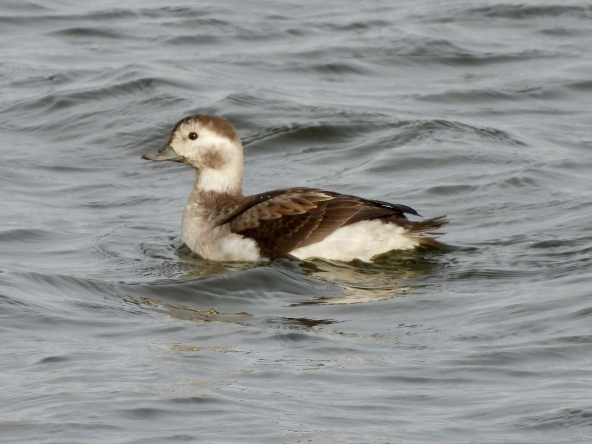 Мөнгөлөг шунгаахай - ML646670761