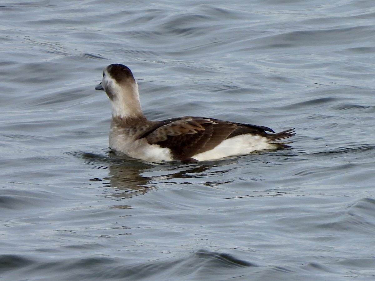 Мөнгөлөг шунгаахай - ML646670762