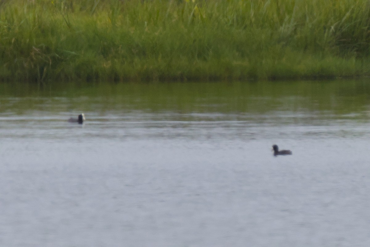 Hawaiian Coot (White-shielded) - ML646670772