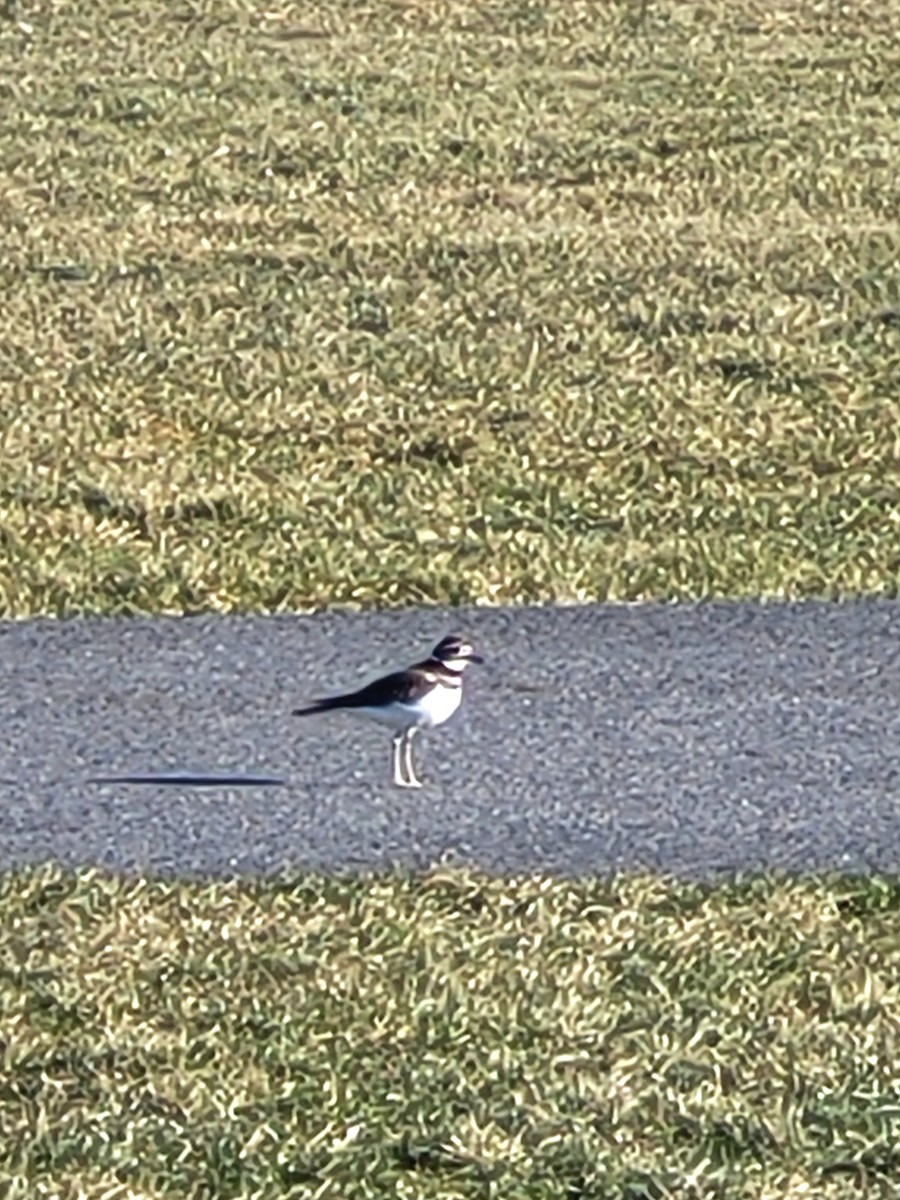 Keilschwanz-Regenpfeifer - ML646670773