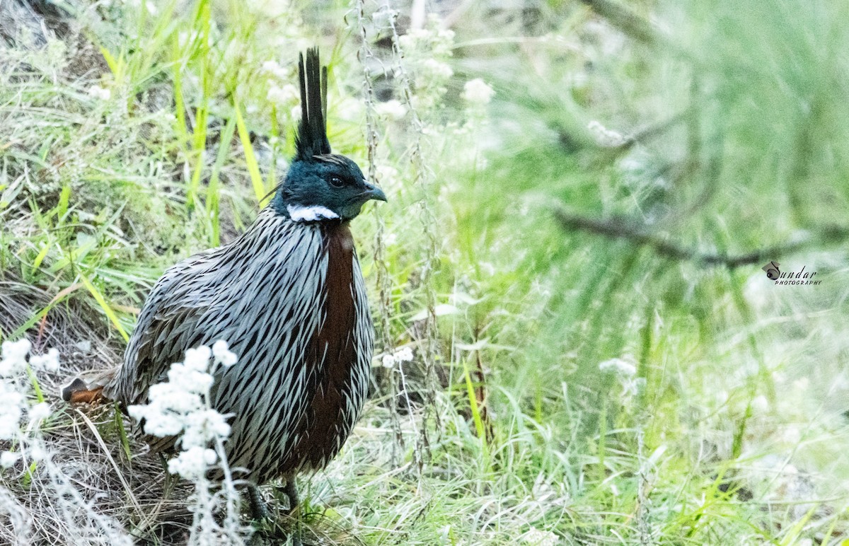 koklassfasan - ML646670774