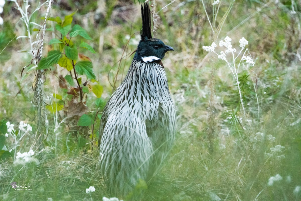 ミノキジ - ML646670775