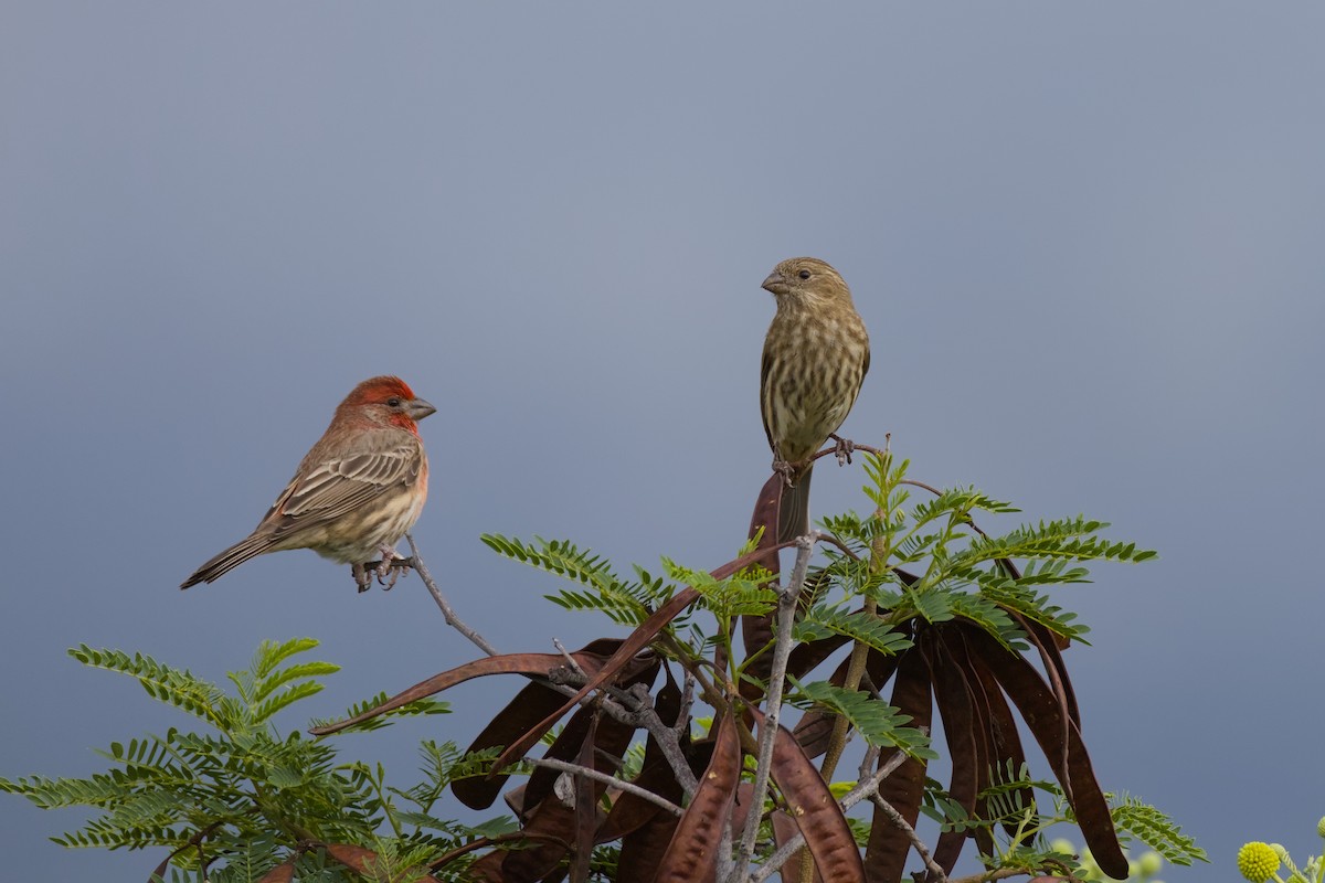House Finch - ML646670776