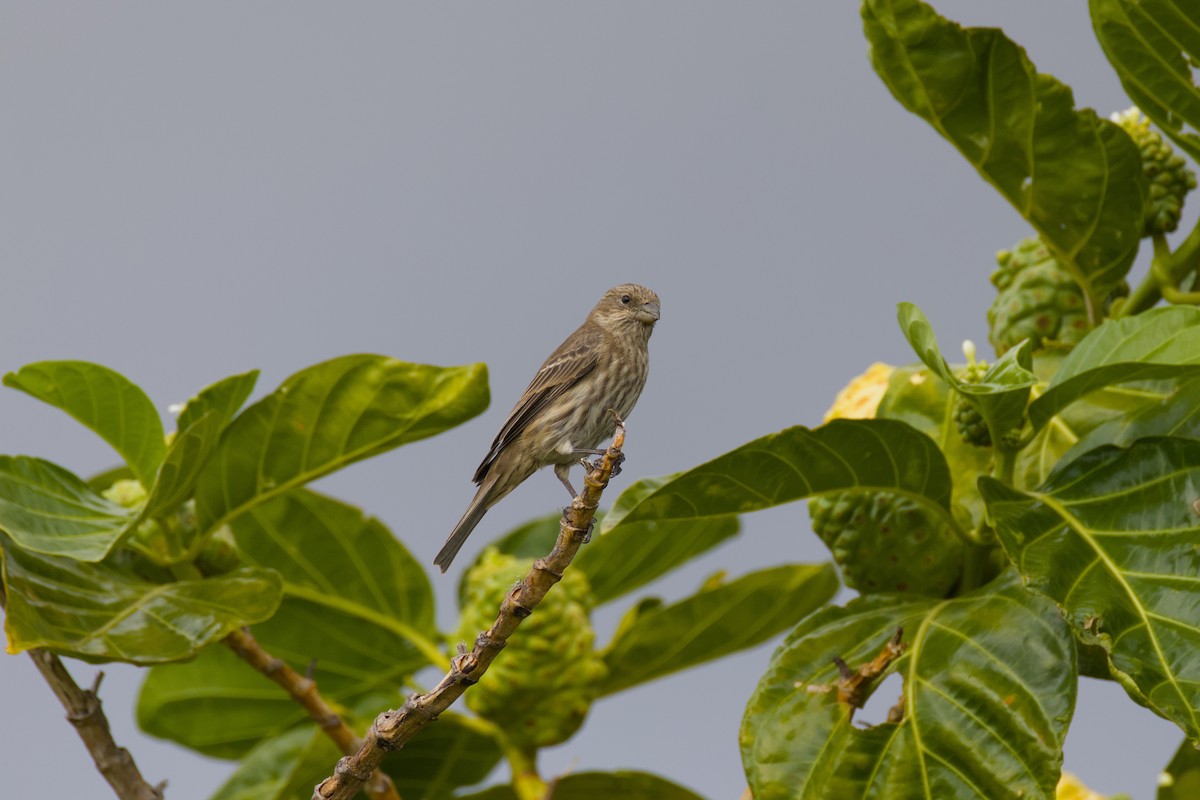 House Finch - ML646670777