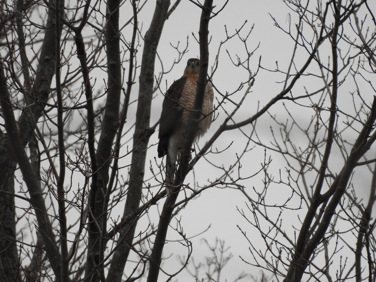 Cooper's Hawk - ML646670778