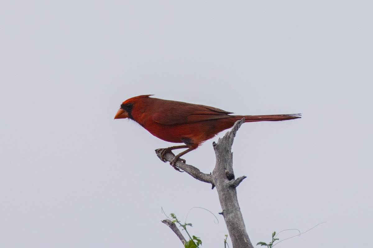 Northern Cardinal - ML646670779