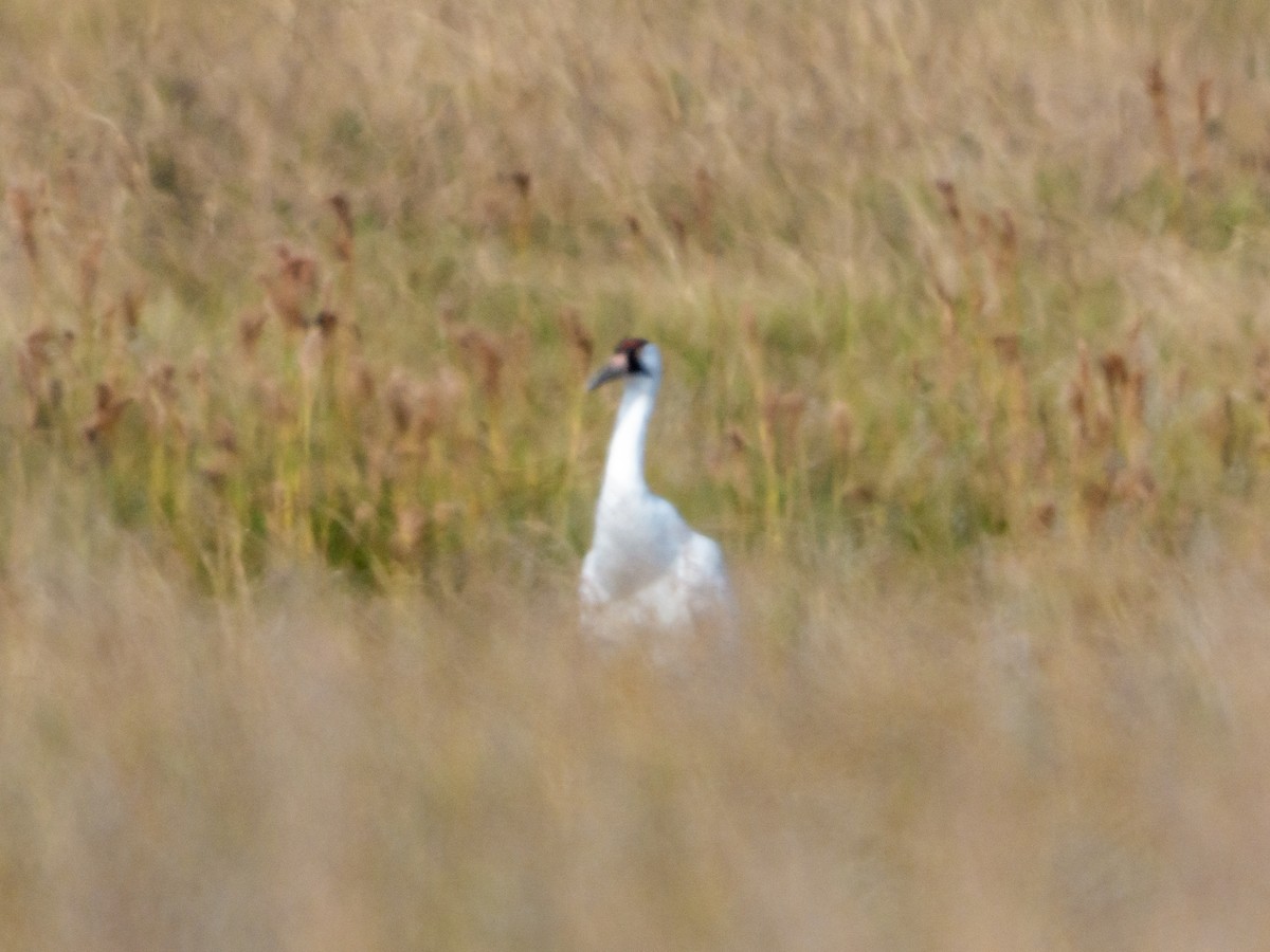 Whooping Crane - ML646670780
