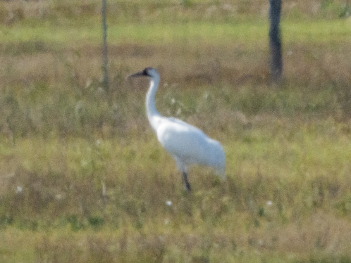Whooping Crane - ML646670781