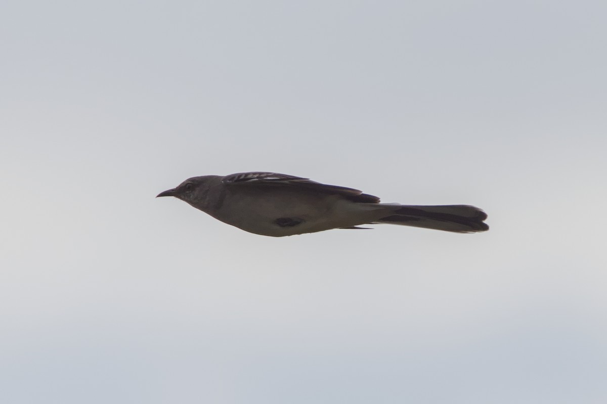 Northern Mockingbird - ML646670782