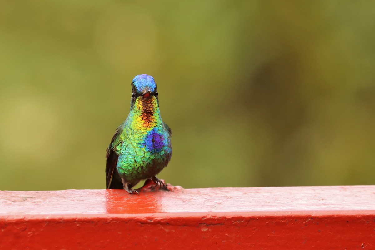 Ateş Gerdanlı Kolibri - ML646670783