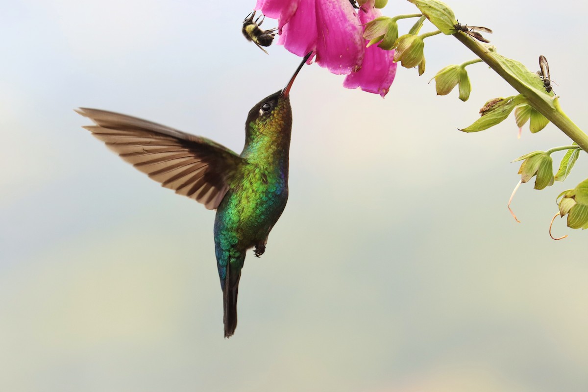 ildstrupekolibri - ML646670784