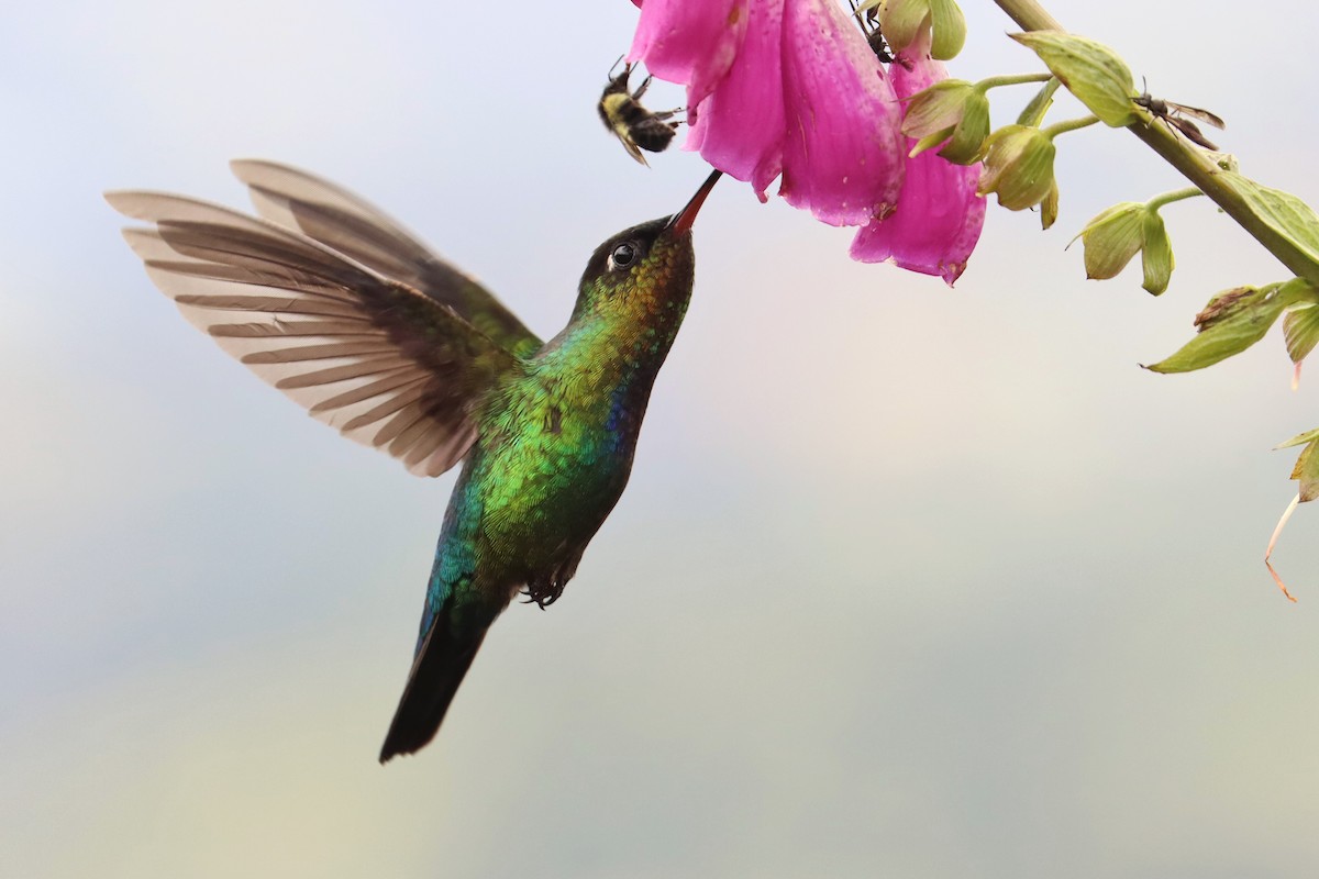 ildstrupekolibri - ML646670785