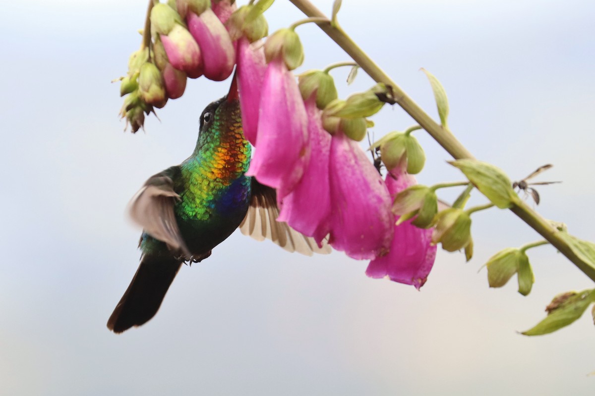 Ateş Gerdanlı Kolibri - ML646670786