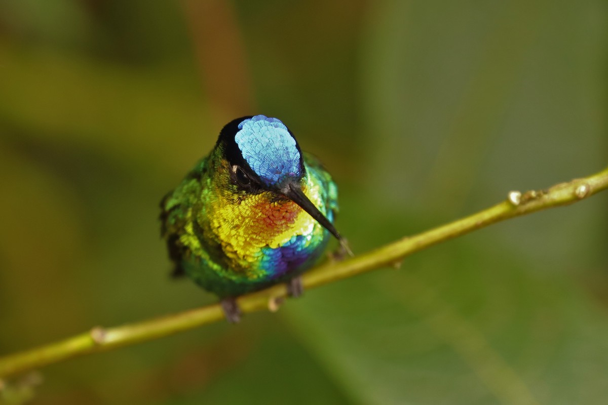 Ateş Gerdanlı Kolibri - ML646670787