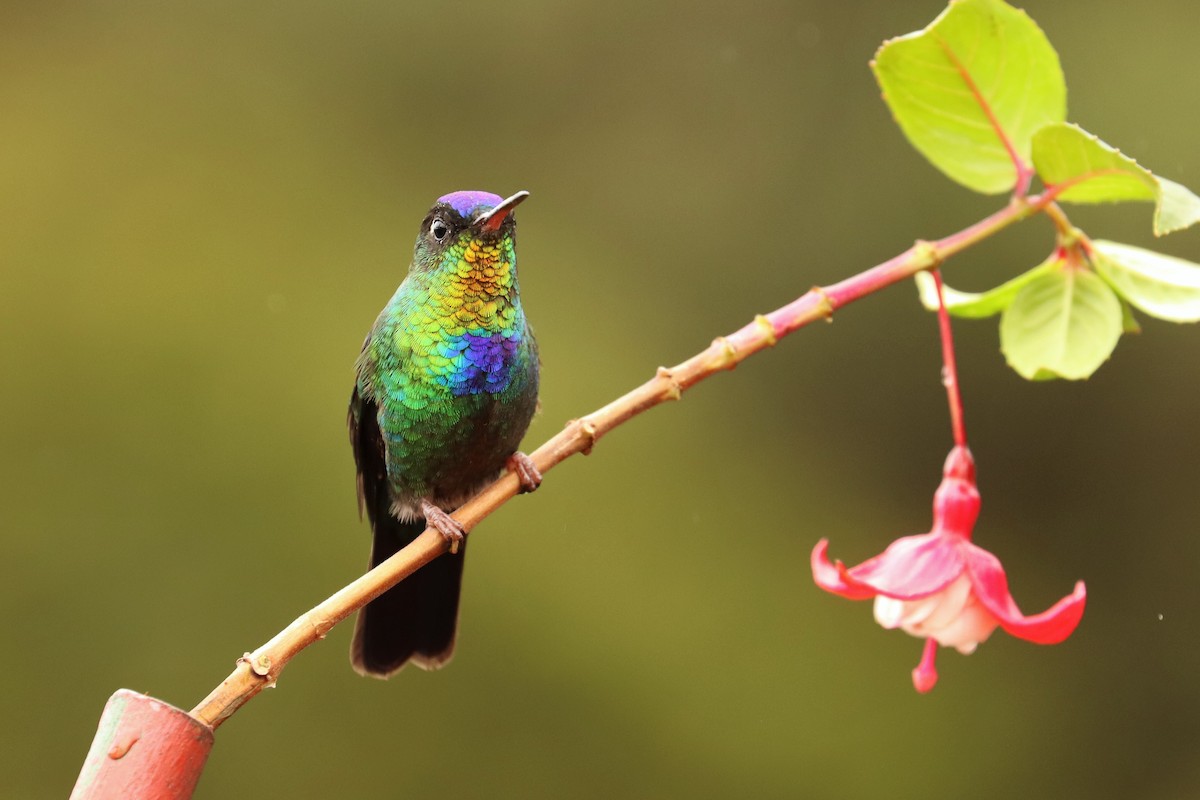 Ateş Gerdanlı Kolibri - ML646670788