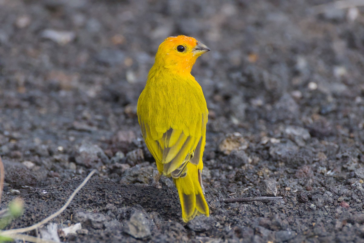 Saffron Finch - ML646670789