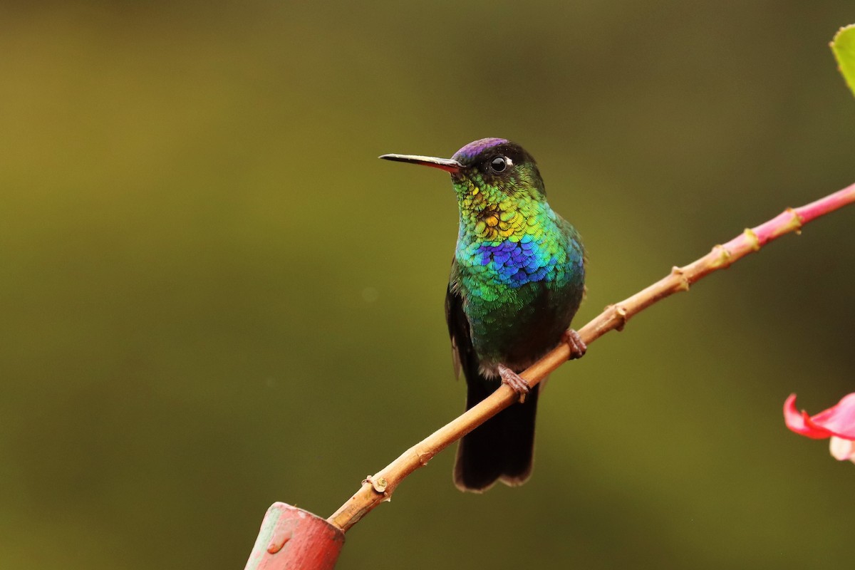 Ateş Gerdanlı Kolibri - ML646670790